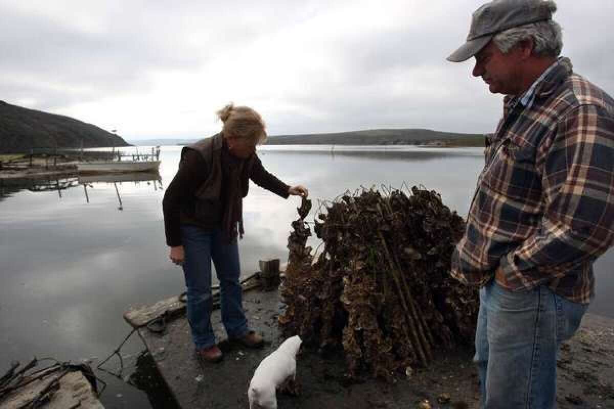 Kevin Lunny, owner of Drakes Bay Oyster Co., right, looks down from a barge as his sister Ginny Cummings looks over oyster sticks that have been harvested at the oyster farm in the Point Reyes National Seashore in December 2009.