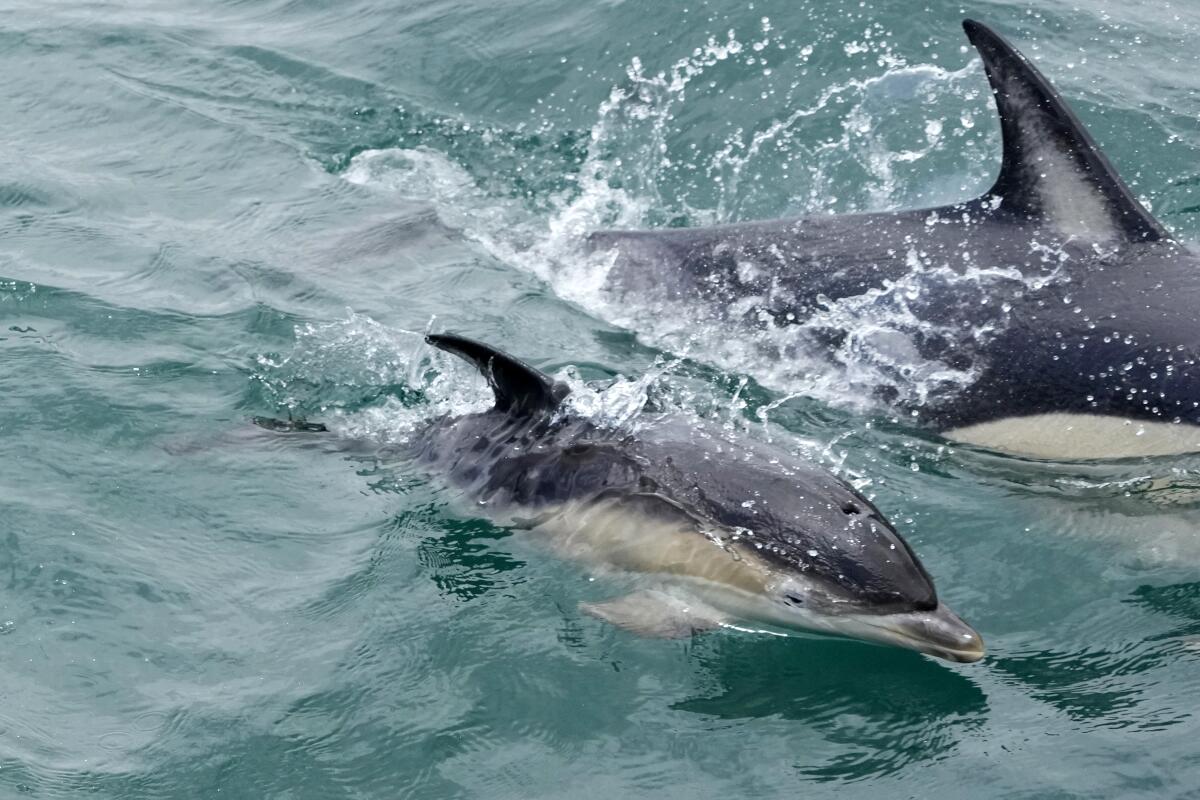A dolphin calf swims near an an adult dolphin.