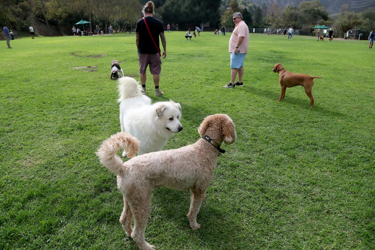 Dogs and owners enjoy the open space at the Laguna Beach Dog Park on Saturday during the 30th anniversary celebration.
