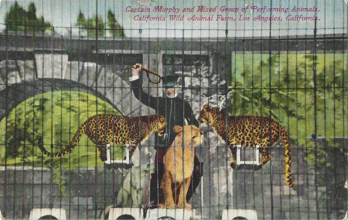 The postcard shows a man with a whip and three big cats. It reads: "Captain Murphy and Mixed Group of Performing Animals."