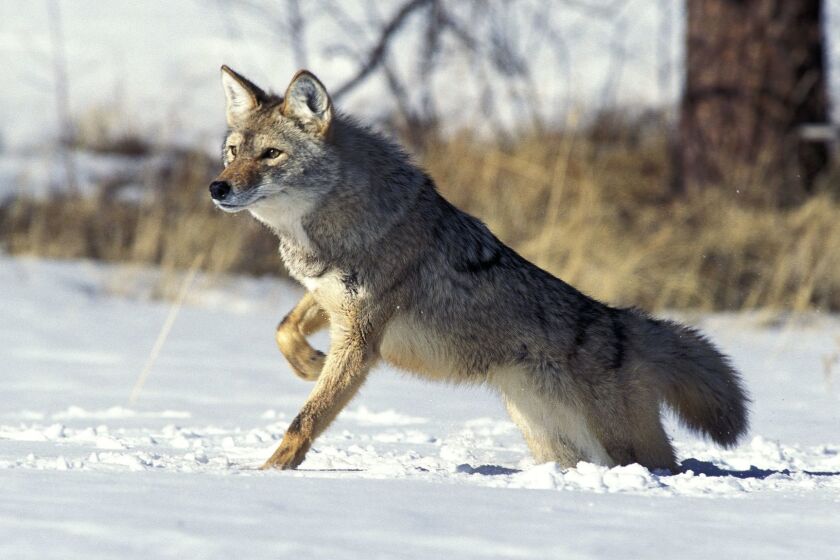 Mandatory Credit: Photo by Gerard Lacz/REX/Shutterstock (1655246a) COYOTE canis latrans STANDING ON SNOW, MONTANA STOCK