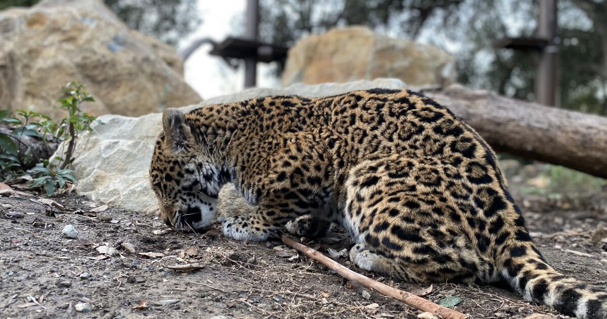 Mickey, an 11-month-old jaguar, debuts at Orange County Zoo