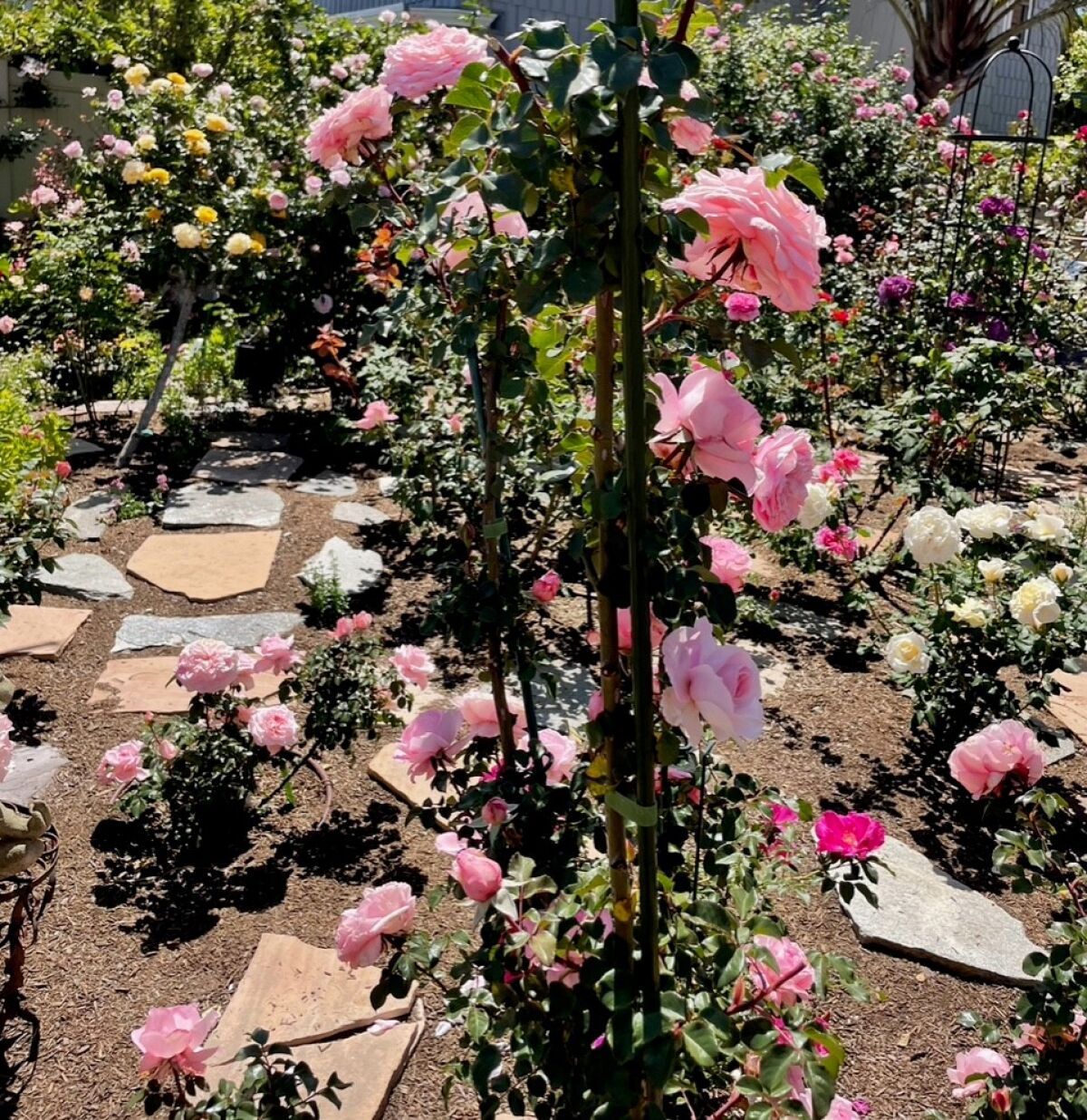 A short and a tall rose bush grow side by side. One is grown on its own rootstock; the tall one, on Fortuniana rootstock.