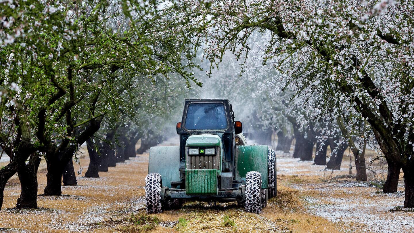 A truck sprays and fans out herbicide as it makes its rounds amid almond trees on Jake Wenger's family farm in Modesto, Calif.