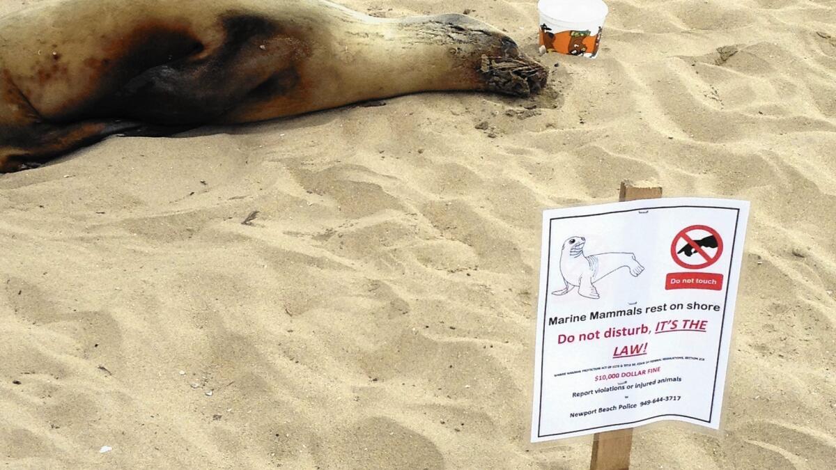 Sea lions are washing ashore sick, aggressive. How to help - Los Angeles  Times