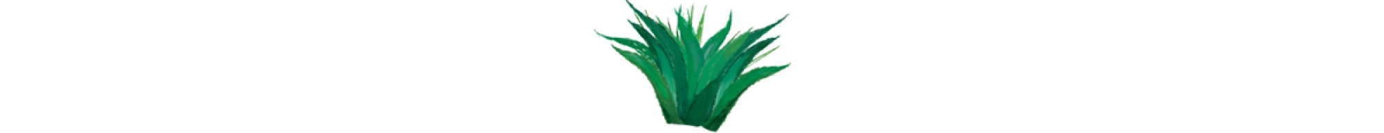 An illustration of agave