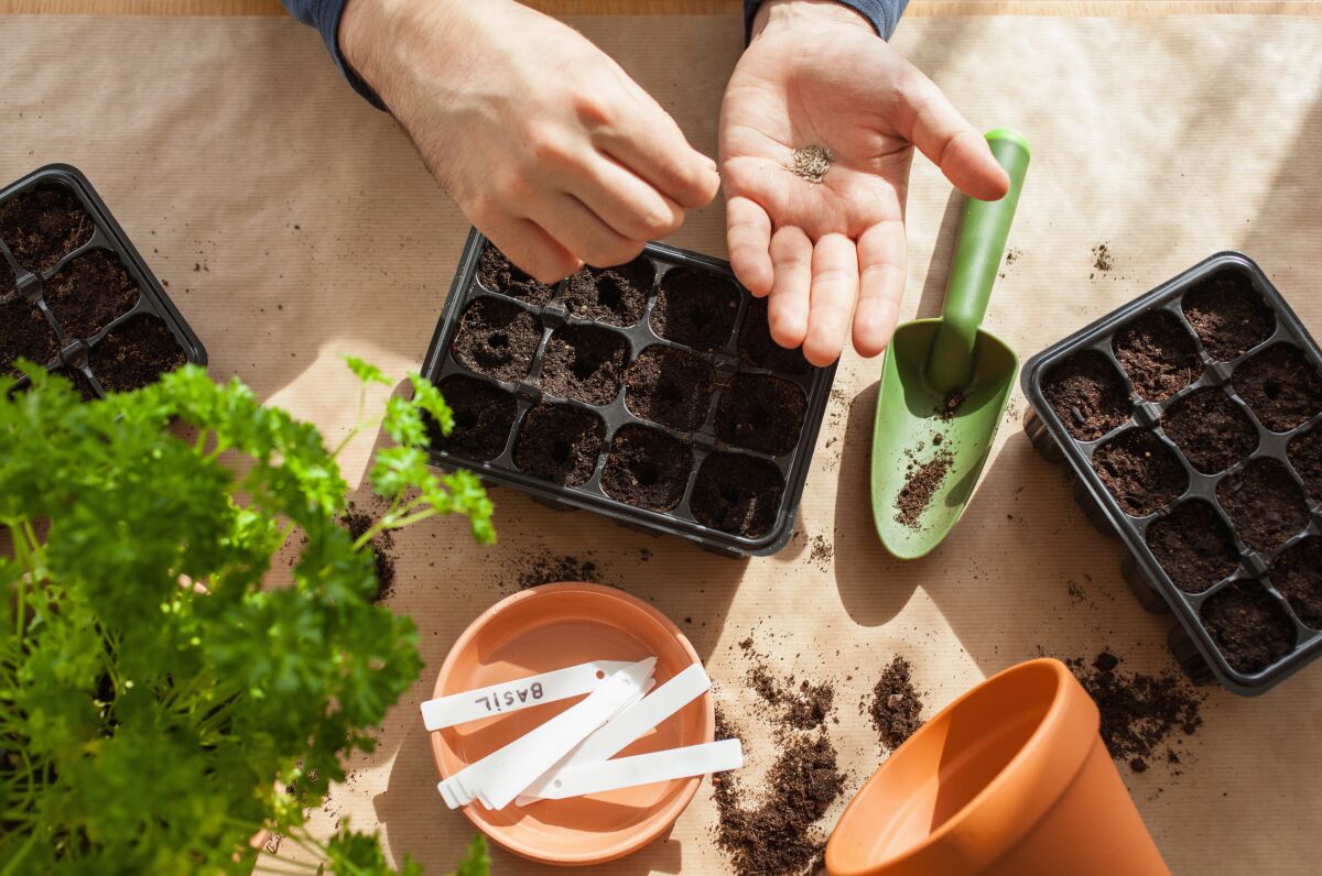 Seeds for summer veggies, such as tomatoes, zucchini and peppers, are best started indoors in containers.
