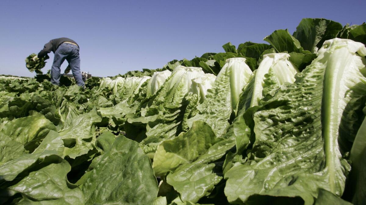 Federal health officials say romaine lettuce from the Yuma, Ariz., growing area is unsafe to eat, after more than 50 people were sickened by E. coli bacteria.