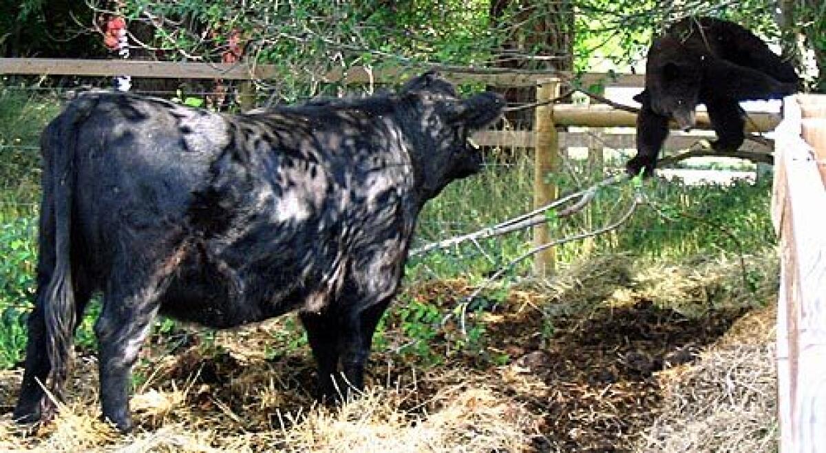 A cow named Apple confronts a bear climbing over a fence into her pasture after the bear had been found in an apple tree in Hygiene, Colo., on Sunday. Officers with the Colorado Division of Wildlife were called to the scene, but by the time they arrived the bear was gone.