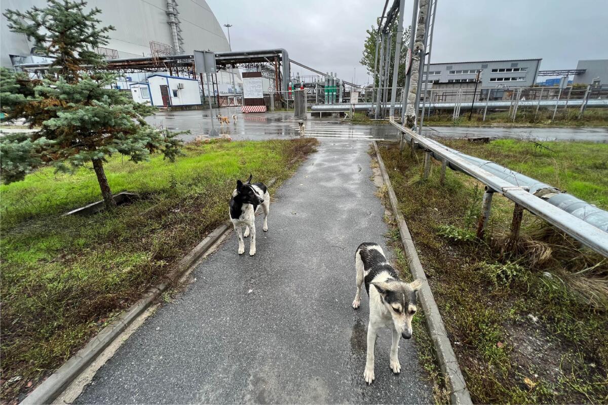 La foto tomada por Timothy Mousseau muestra perros en la zona de Chernobyl, Ucrania, 