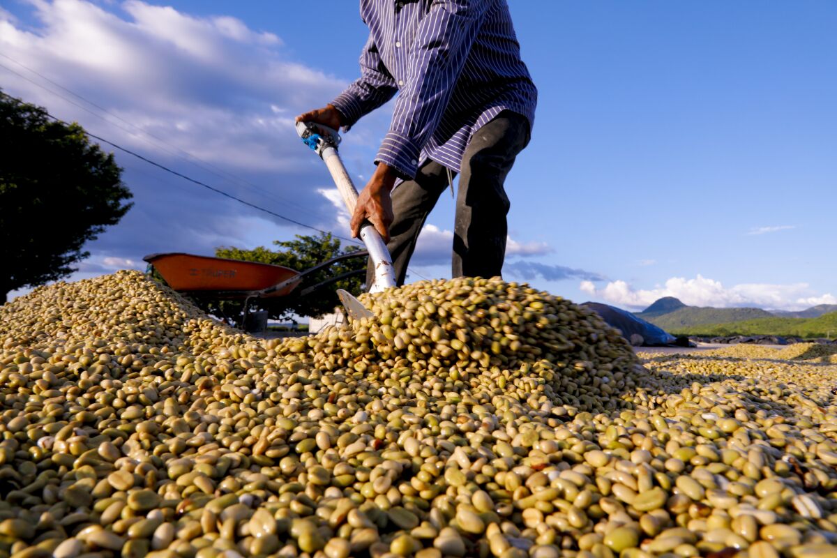 A worker at a coffee bean processing facility spreads the washed and soaked coffee beans to be sun-dried
