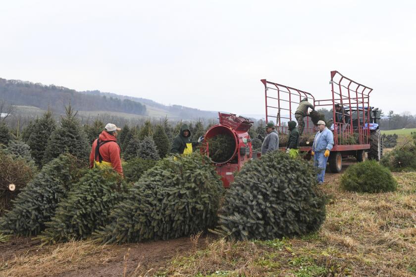 Trabajadores colocan árboles en una máquina empacadora en la plantación de árboles de Navidad JC Hill, en Orwigsburg, Pensilvania, el jueves 2 de diciembre de 2021. (Lindsey Shuey/Republican-Herald vía AP)