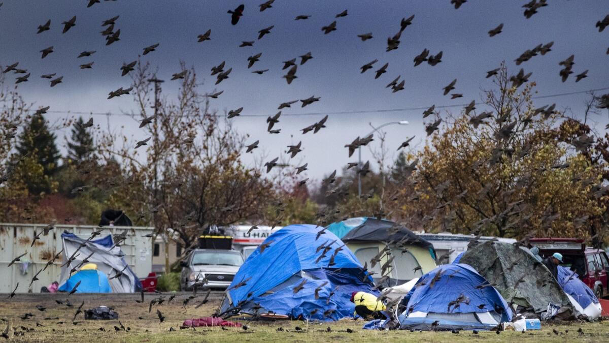 Birds circle the tent city in Chico that was set up to handle people displaced by the Camp fire.