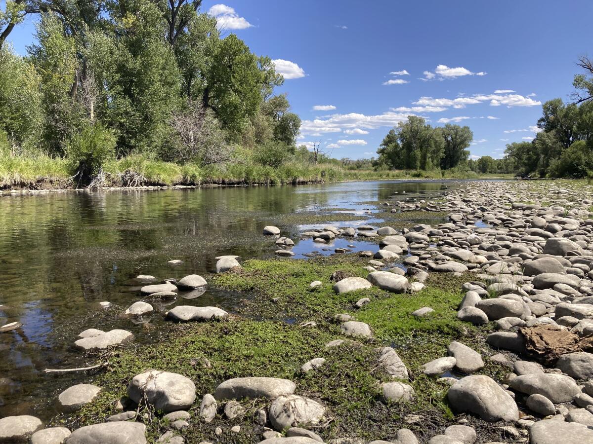 Exposed rocks and aquatic plants are seen alongside the North Platte River at Treasure Island in southern Wyoming, on Tuesday,Aug. 24, 2021.The upper North Platte is one of several renowned trout streams affected by climate change, which has brought both abnormally dry, and sometimes unusually wet, conditions to the western U.S. (AP Photo/Mead Gruver)