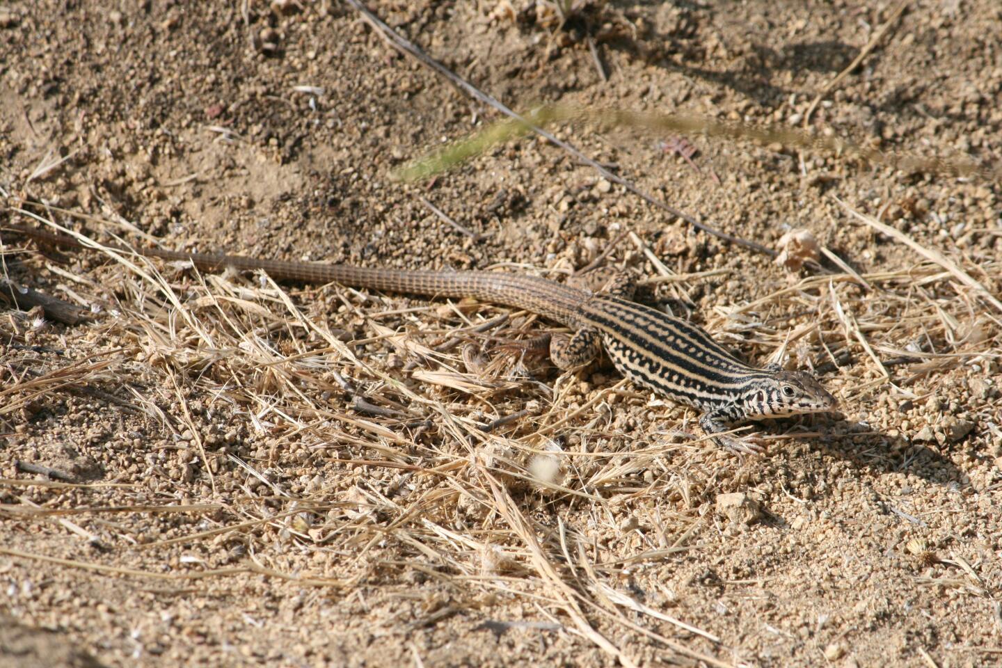 Whiptail lizard