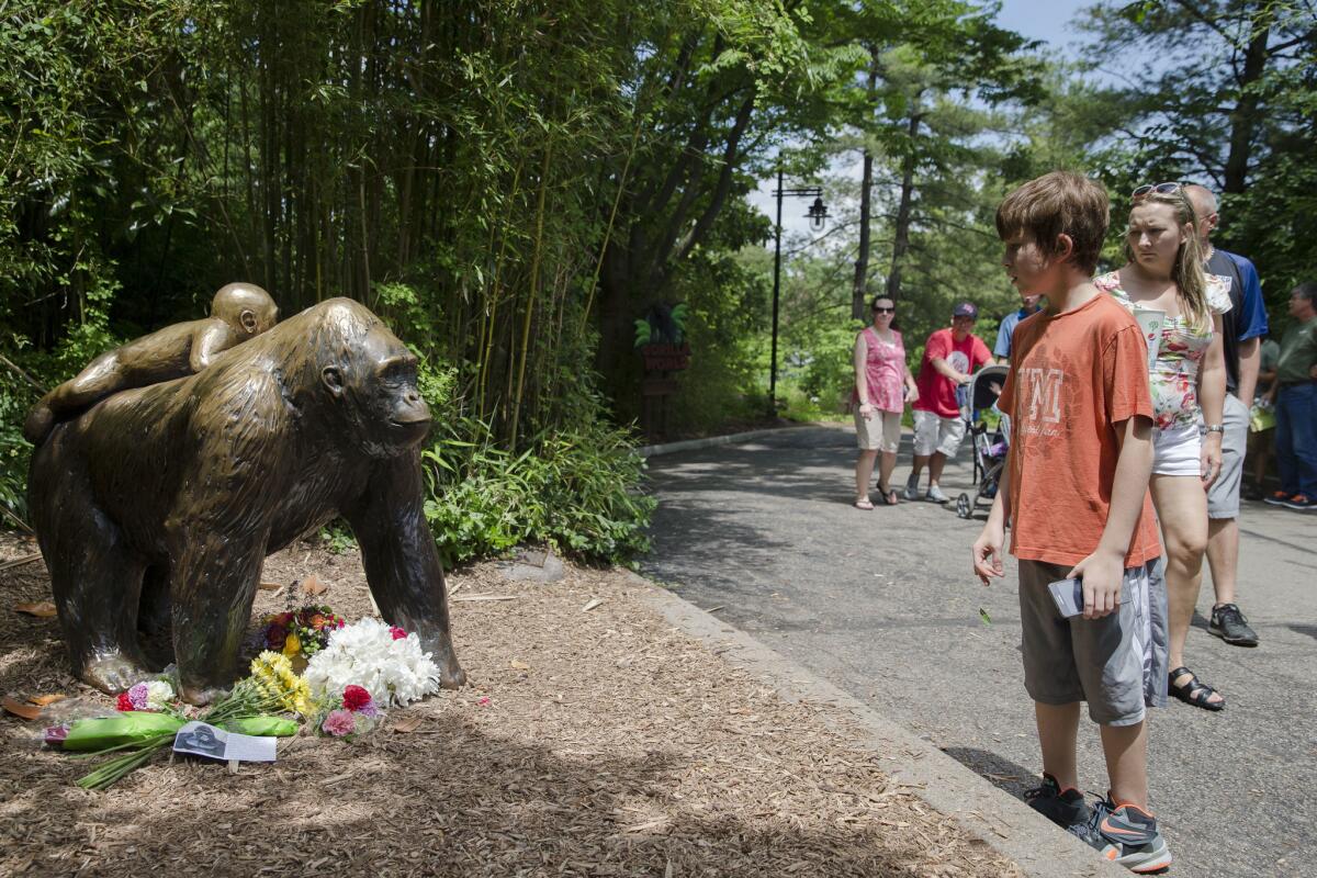 Visitantes caminan cerca de una estatua afuera de la zona del Mundo Gorila en el zoológico de Cincinnati, Ohio, el domingo 29 de mayo de 2016. Harambe, un gorila de 17 años que vivía en el zoo, tuvo que ser sacrificado el sábado para rescatar a un niño de 4 años se metió al foso de los primates. (AP Foto/John Minchillo)