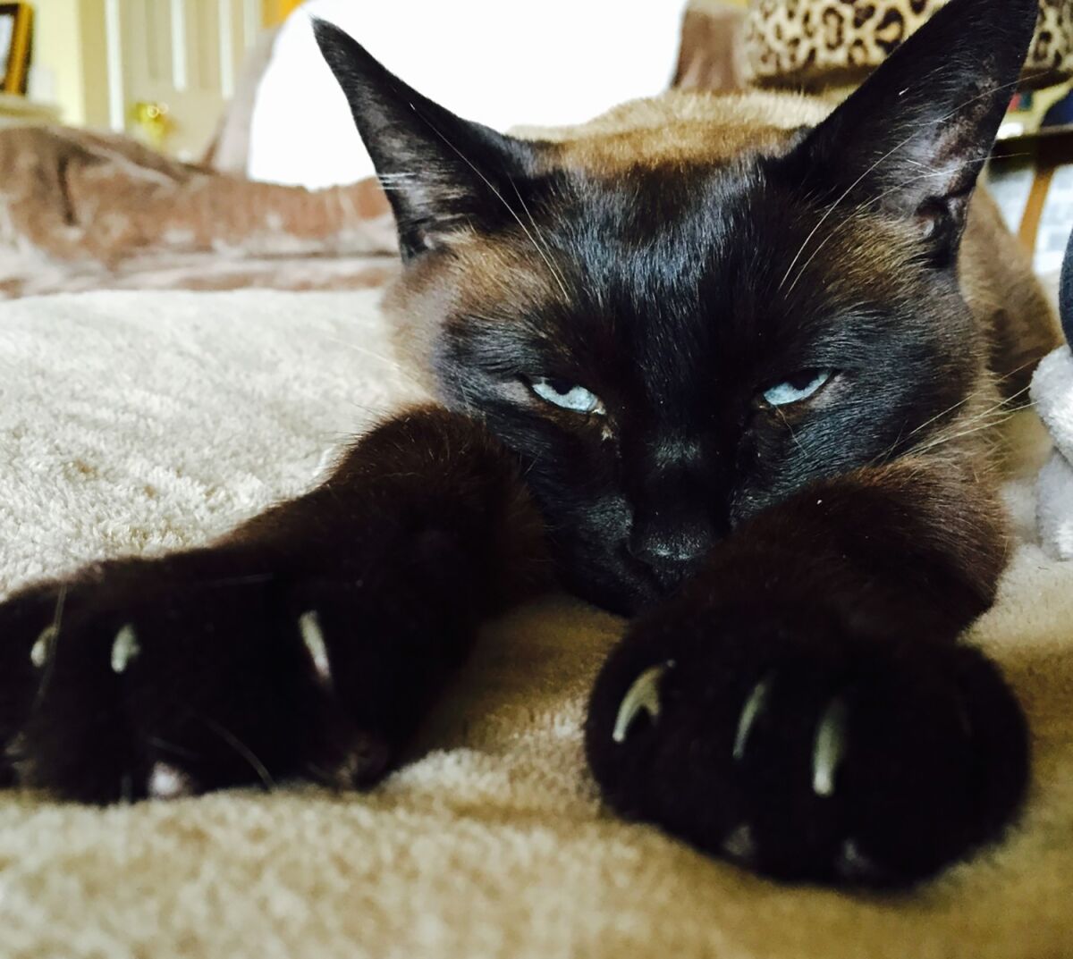 Claws are visible in the paws of a reclining cat.