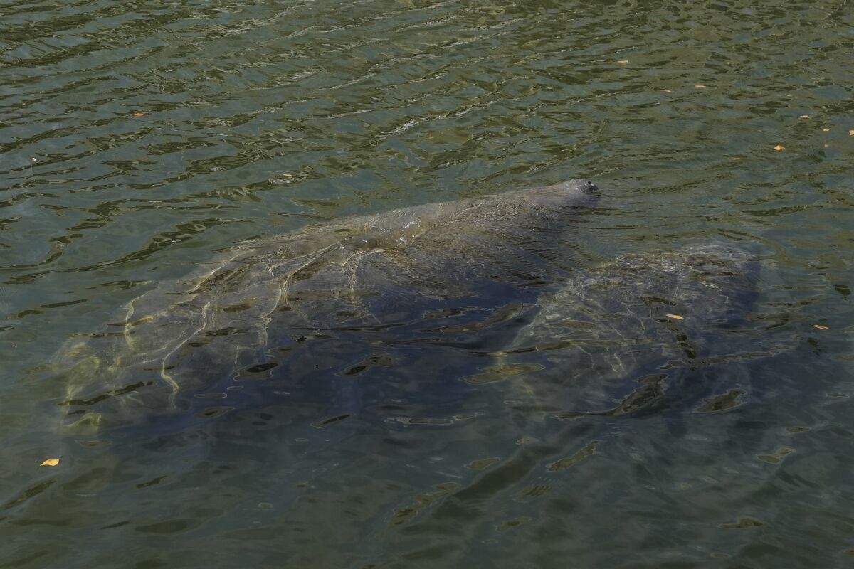 An adult and young manatee swim together in a canal, Wednesday, Feb. 16, 2022, in Coral Gables, Fla. The round-tailed, snout-nosed animals popular with locals and tourists have suffered a major die-off because their preferred seagrass food source is disappearing due to water pollution from agricultural, urban, septic tank and other sources. (AP Photo/Rebecca Blackwell)