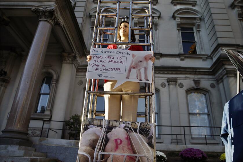 Sarah Swingle of the Humane Society stands in a human-sized cage in Trenton, N.J., as part of a demonstration supporting a bill to restrict crates for pigs.