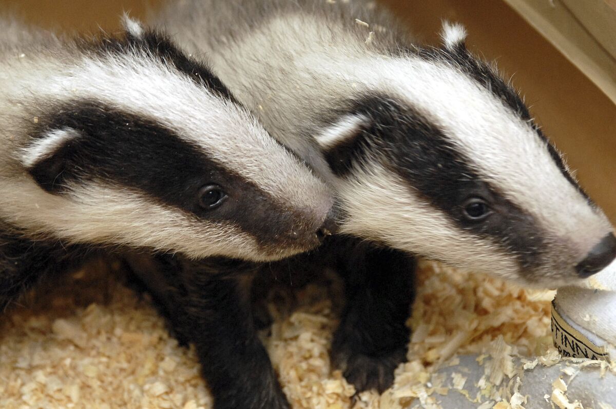 FILE - Two badger cubs are seen in the Szeged Game Park in Szeged, south of Budapest, Hungary, on April 12, 2006. Badgers burrowing under rail tracks have halted trains in the northern and southern Netherlands, forcing lengthy cancellations on at least two lines. All trains were halted Tuesday afternoon on a busy line between the southern cities of Den Bosch and Boxtel after the animals dug into a dike carrying rails. (Gyoergy Nemeth, File/MTI via AP, File)
