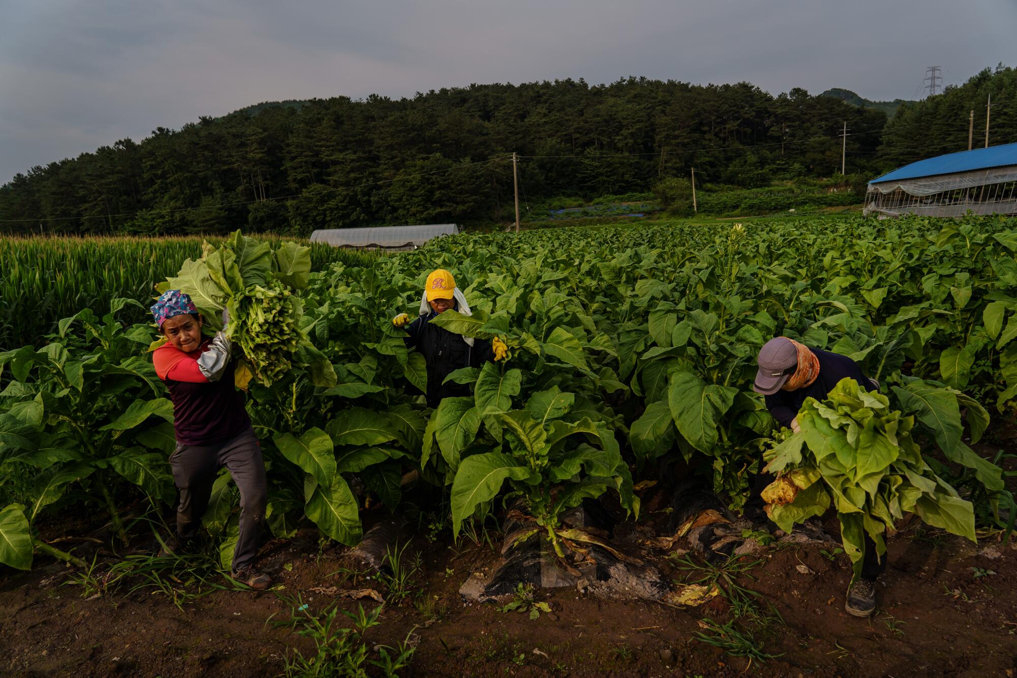 Thai migrant workers work in Park Jong-bum's tobacco fields in Bokheung-Myeon, in the southwest of South Korea, in July.
