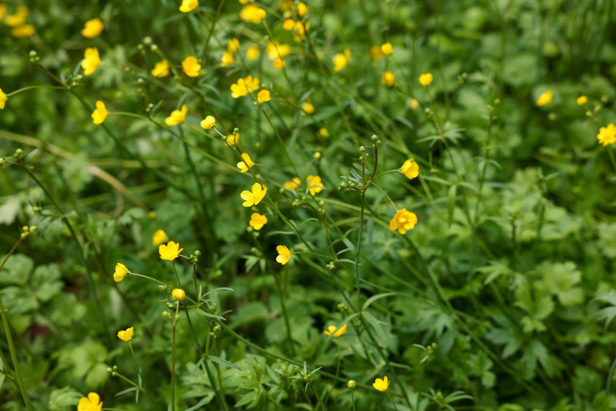 Small yellow flowers on tall erect stems rise above deep green foliage of California buttercups