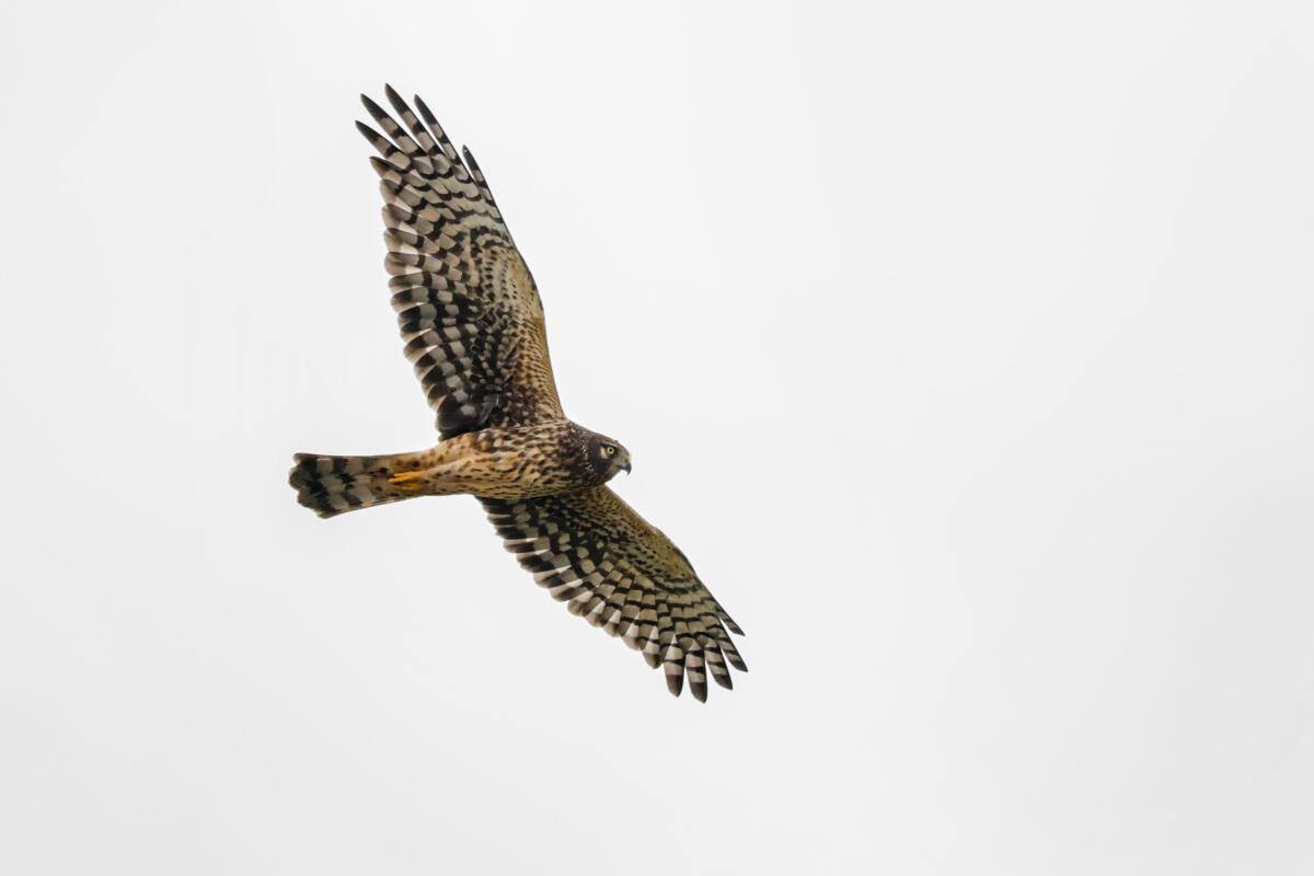 Northern harrier