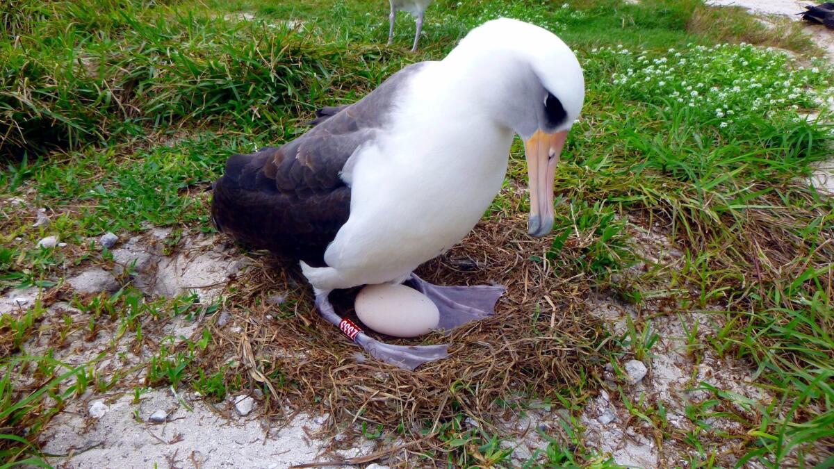 The world's oldest known seabird, Wisdom, tends to an egg she laid at Midway Atoll, a wildlife refuge about 1,200 miles northwest of Honolulu on Dec. 3.