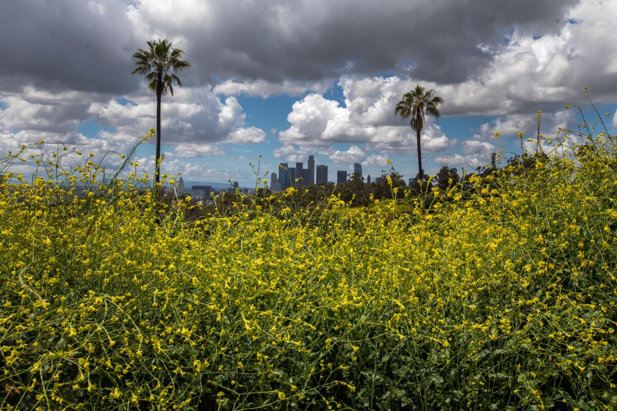 The bright yellow blooms of the black mustard plant cover a hillside in the Elysian Park neighborhood.