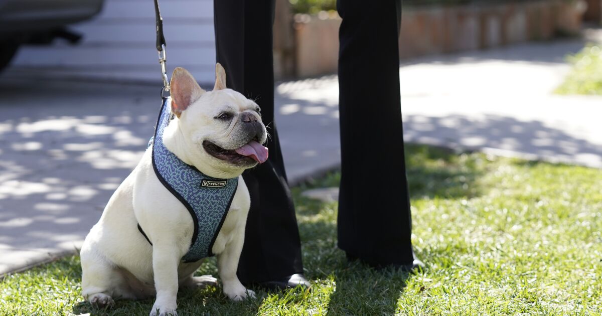 French bulldog snatched during walk on L.A.’s Westside, police say