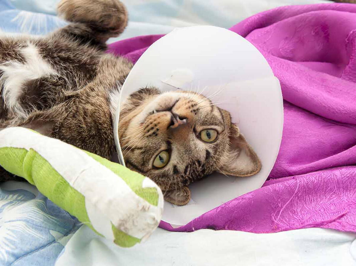 Cat Splint Pet Emergency Preparedness: First Aid, Disasters, and Prevention - Los ...