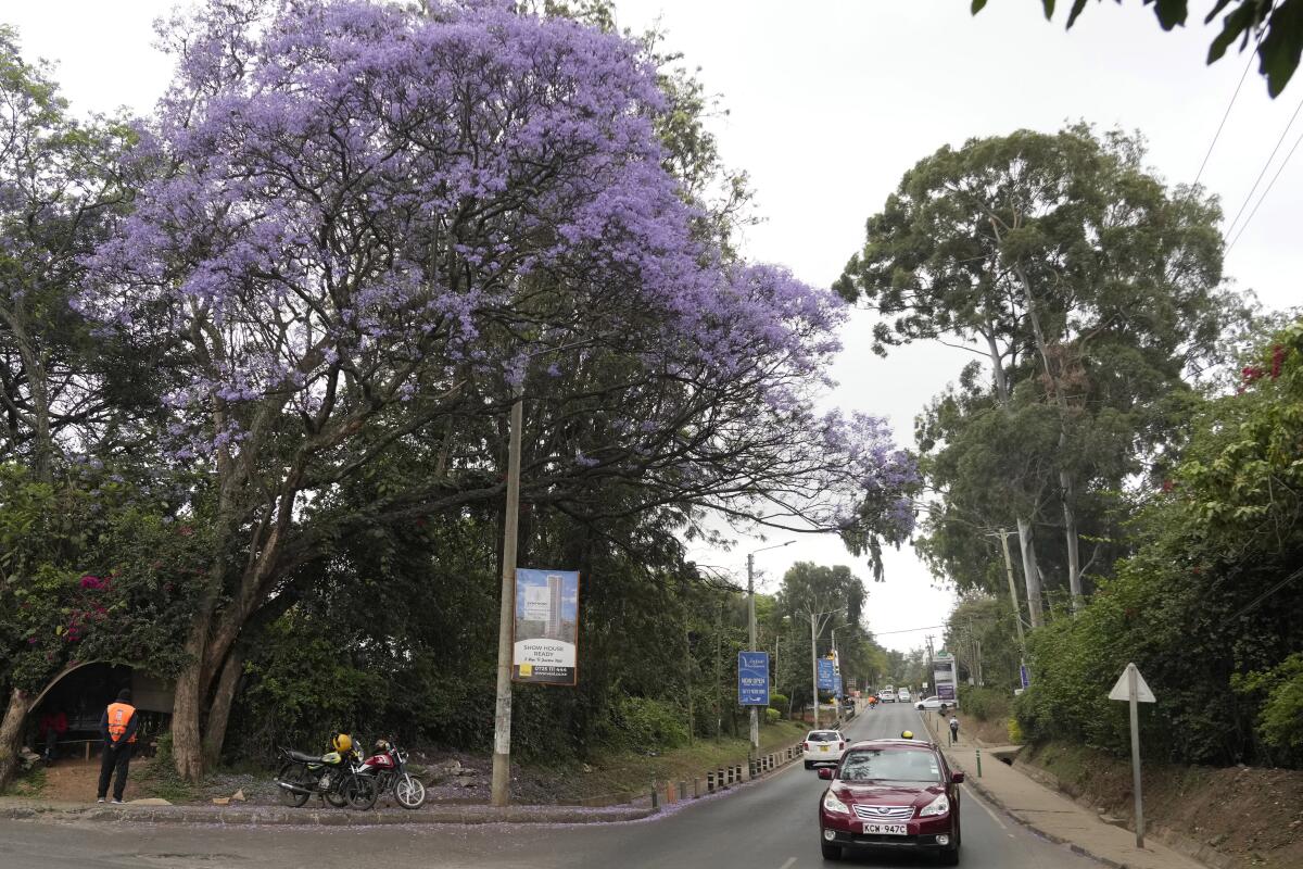 A jacaranda tree in bloom in Nairobi, Kenya.