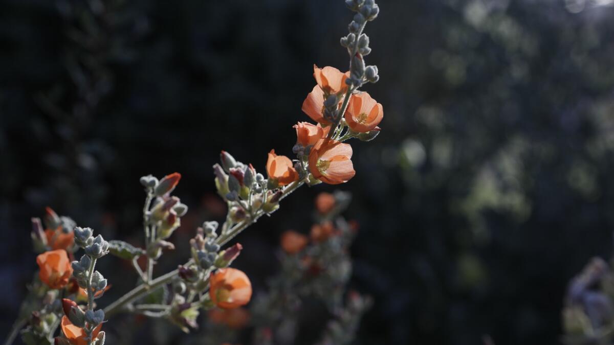 The garden provides endless fresh flowers, including this Desert Globemallow (sphaeralcea ambigua).
