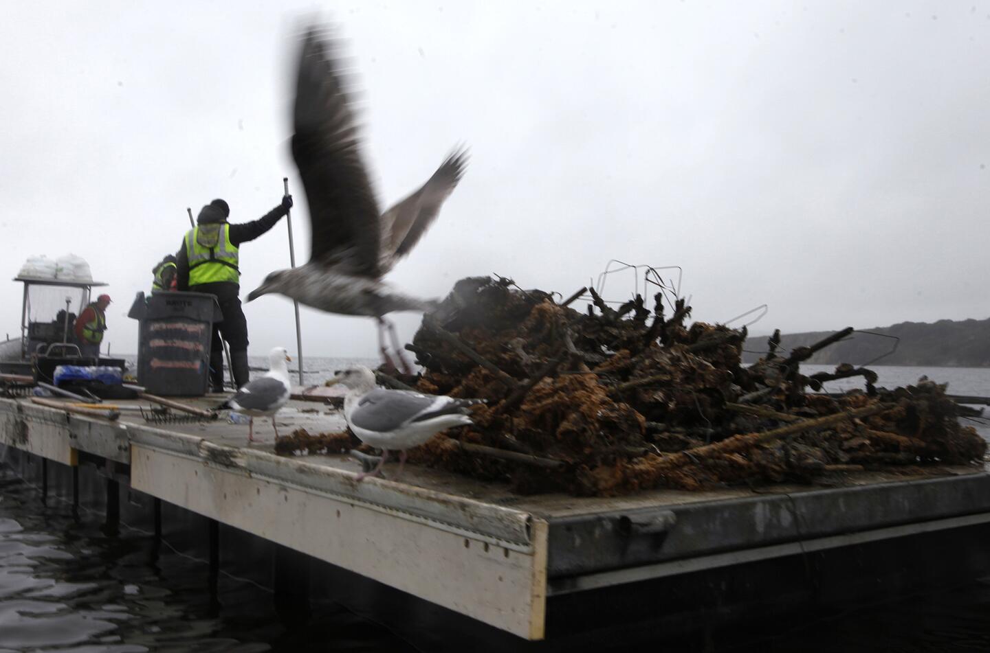 Workers ride a barge covered with bags of oysters and oyster sticks that were left in Drakes Estero.