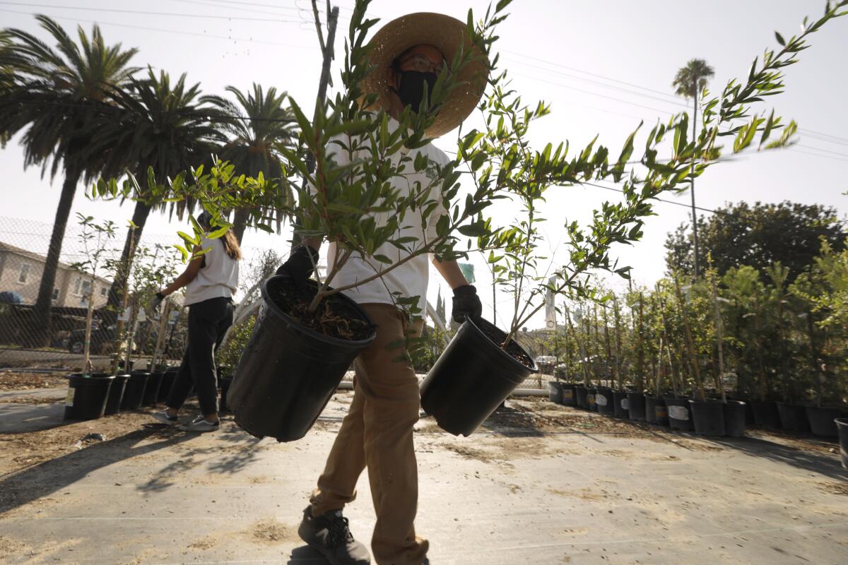 A man carries trees in pots.