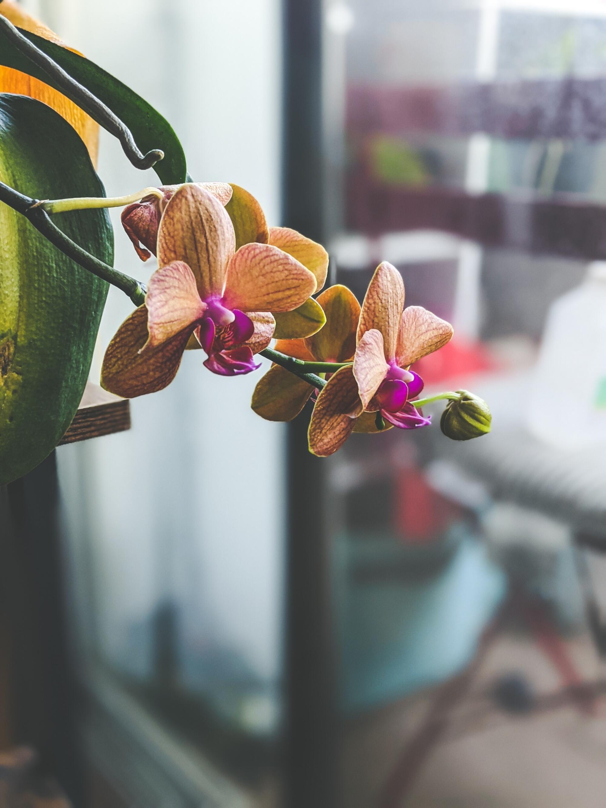 How to Repot Orchids to Keep Them Healthy and Happy