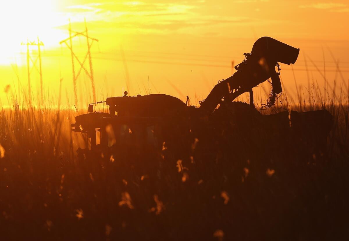 A mechanical harvester harvests sugar cane in the fields in Clewiston, Fla.