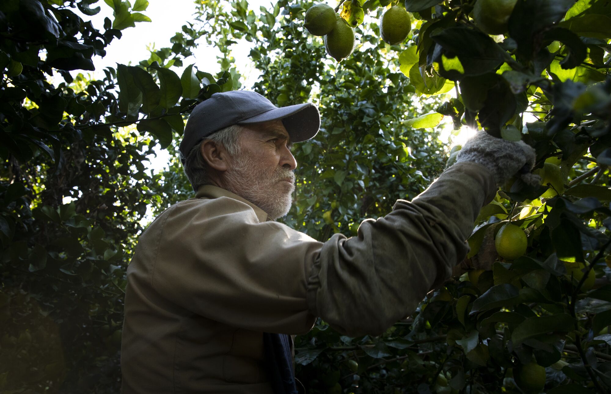 J. Canales picks limes at Rancho Guejito's property in the San Pasqual Valley.