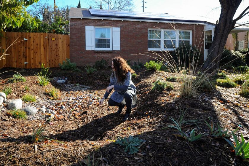 Jessica Jewell, a marketing manager for the nonprofit TreePeople, kneels in a sunken "rain garden" in the front yard of a home in North Hollywood, Calif., Thursday, Jan. 7, 2016, where rain water captured in a backyard cistern may be released during dry days. With California entering what may be a fifth year of drought, water agencies are moving to capture and store more water. (AP Photo/Michael Owen Baker)