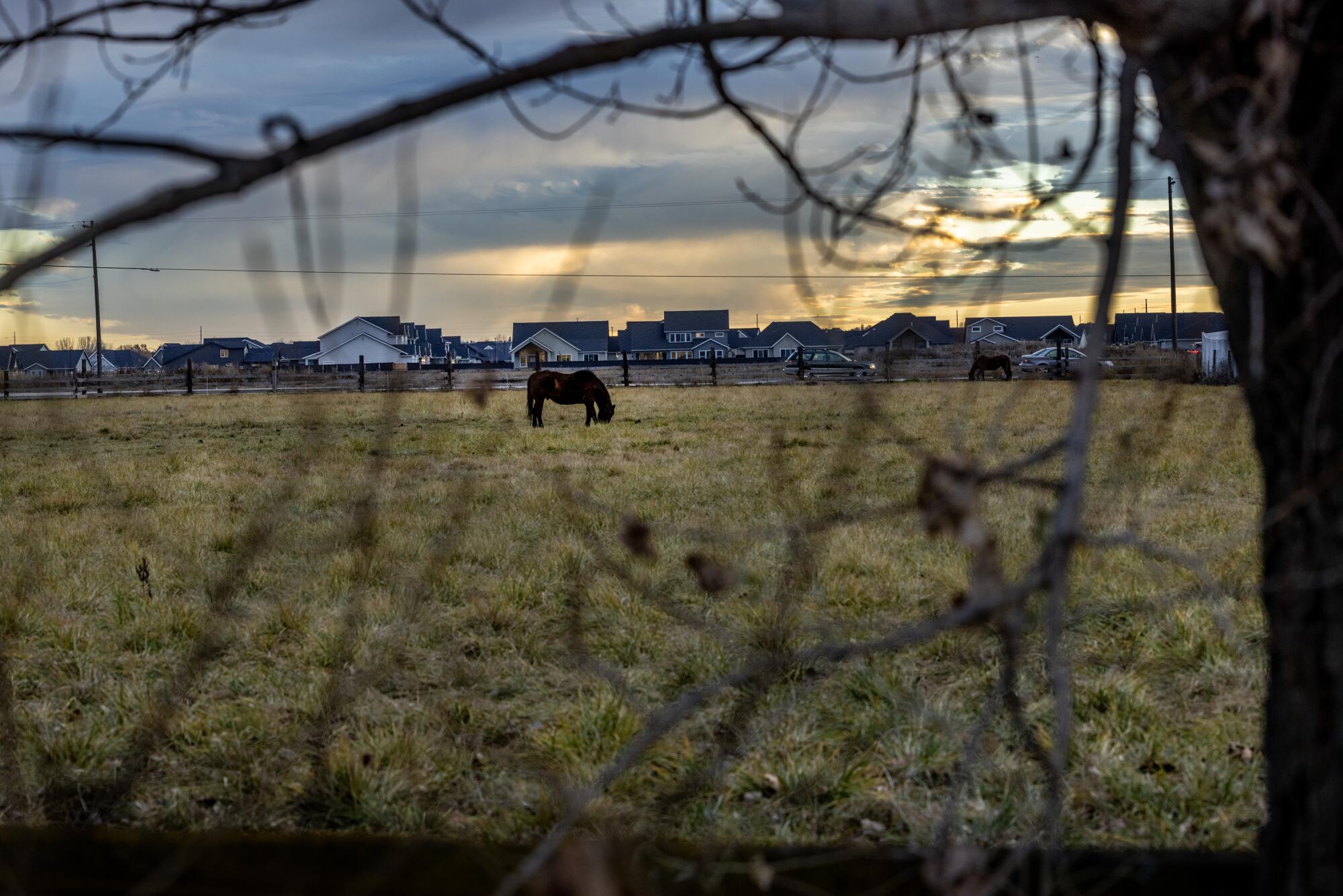 A horse grazes next to a new housing development in Eagle, Idaho.