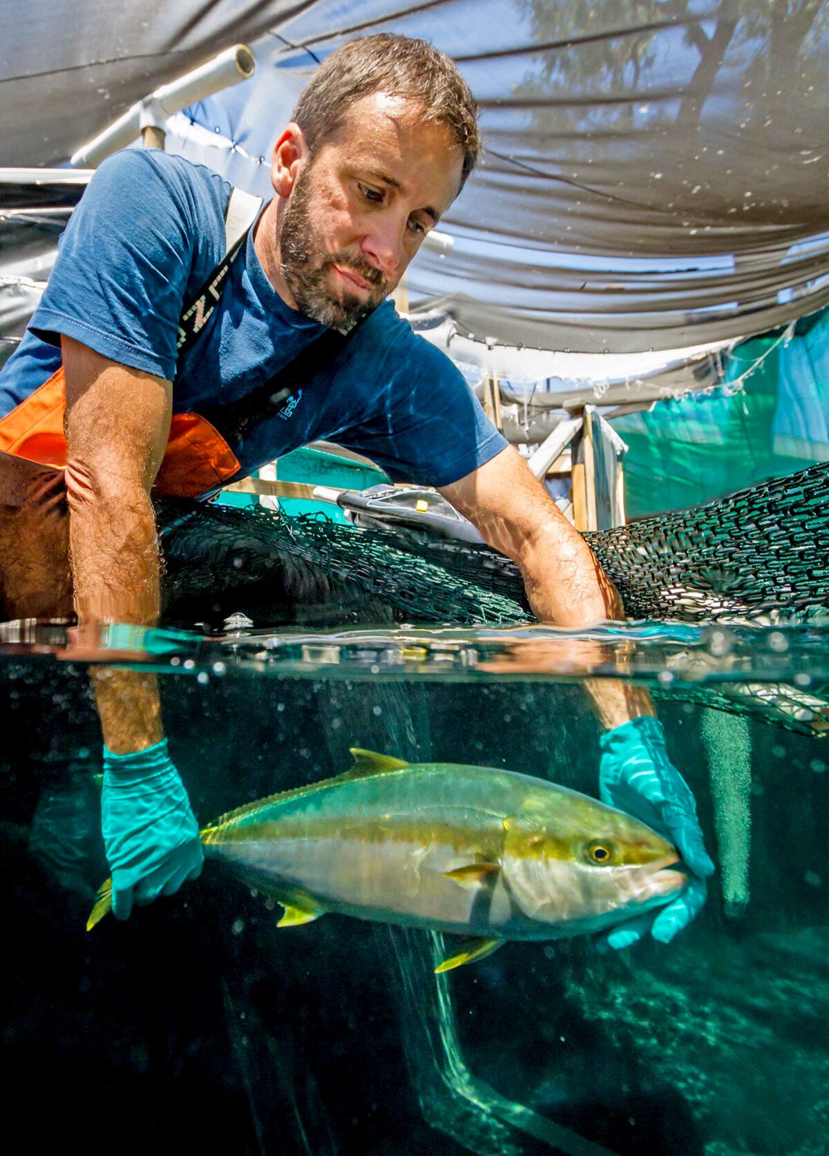 Hubbs-SeaWorld Research Institute researcher Federico Rotman with a young adult California yellowtail.