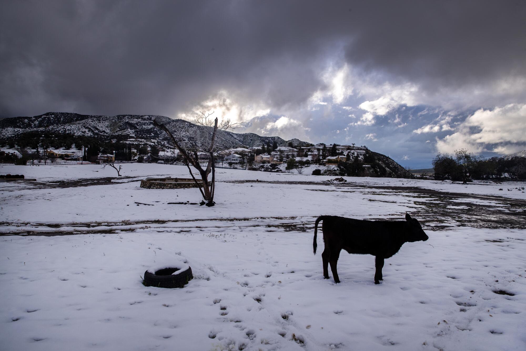 A lone cow stands in a snow-covered pasture in Yucaipa on Thursday.