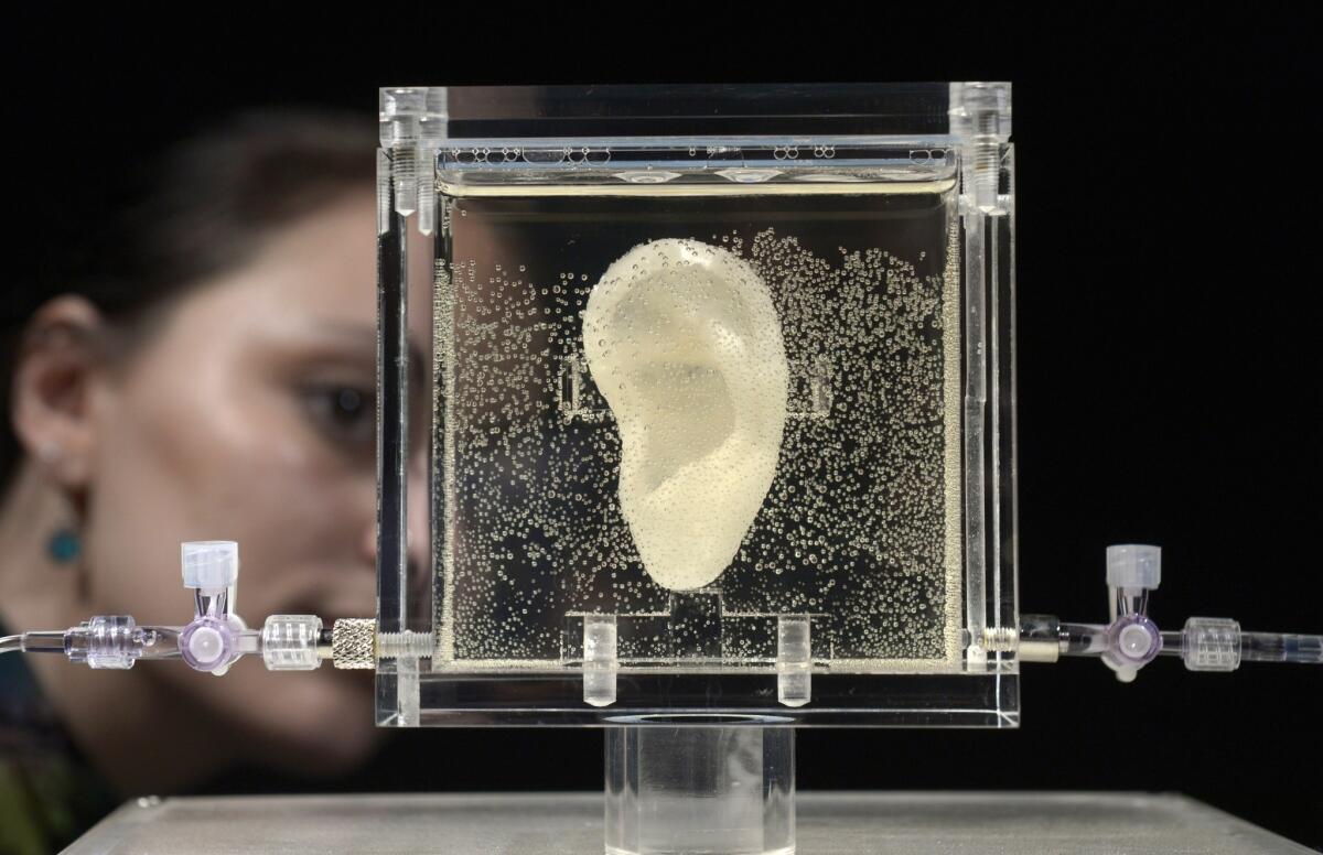 A replica of Dutch painter Vincent van Gogh's famously severed ear on display Wednesday at the Center for Art and Media museum in Karlsruhe, Germany. The ear is said to be made out of tissue grown from the DNA of a relative of the artist.