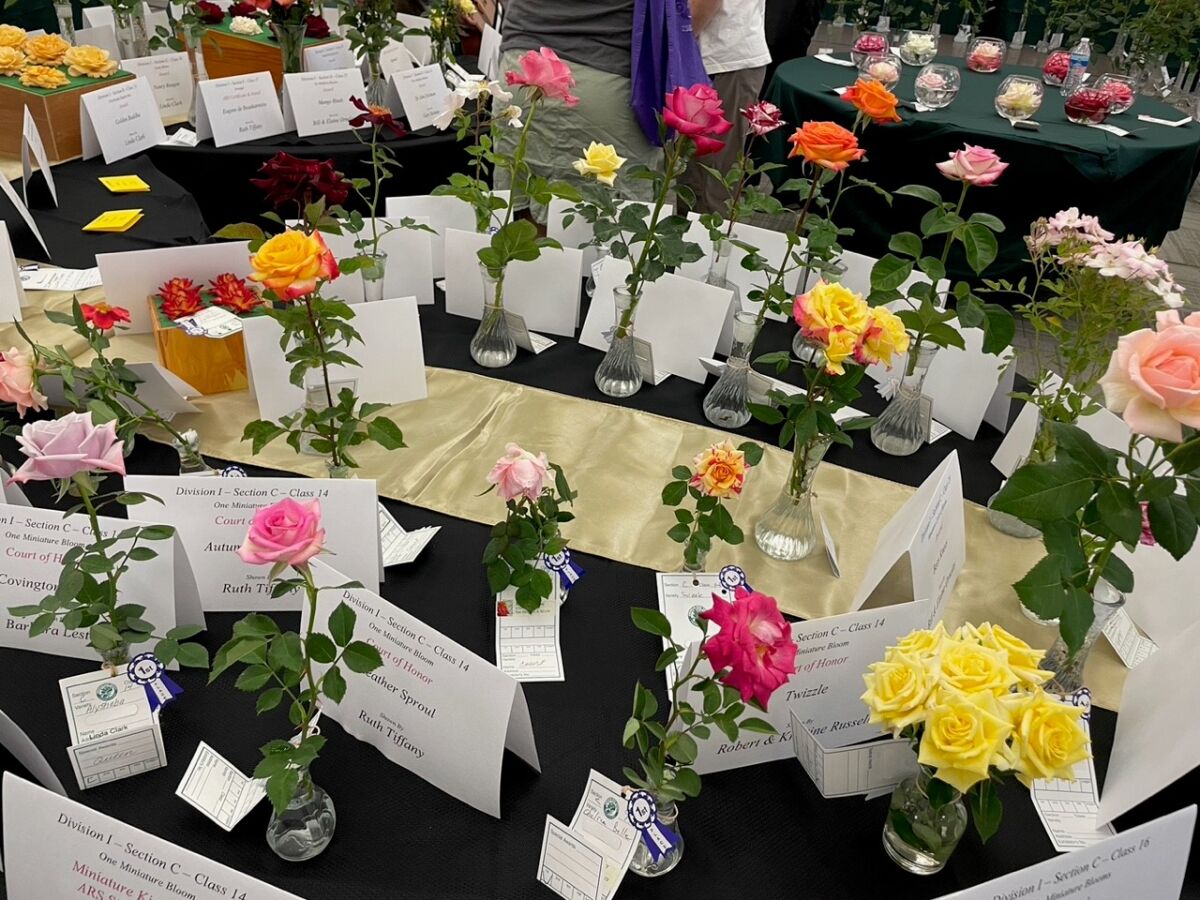 Dozens of roses in vases on a table vie for prizes at the San Diego Rose Society's annual Rose Show.