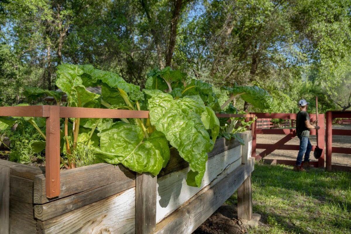 Chard grows in the large greens garden at the ranch.