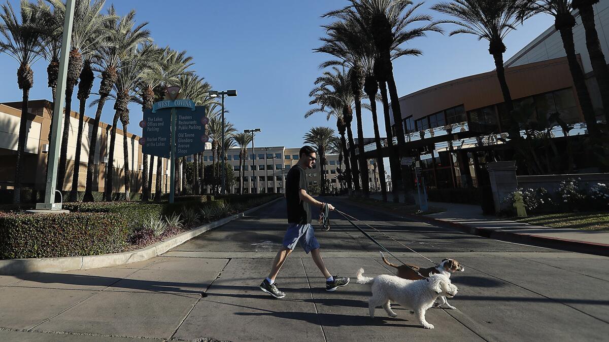 West Covina resident Russell Zenner walks his dogs Ralfie, foreground, and Honey along Lakes Drive.