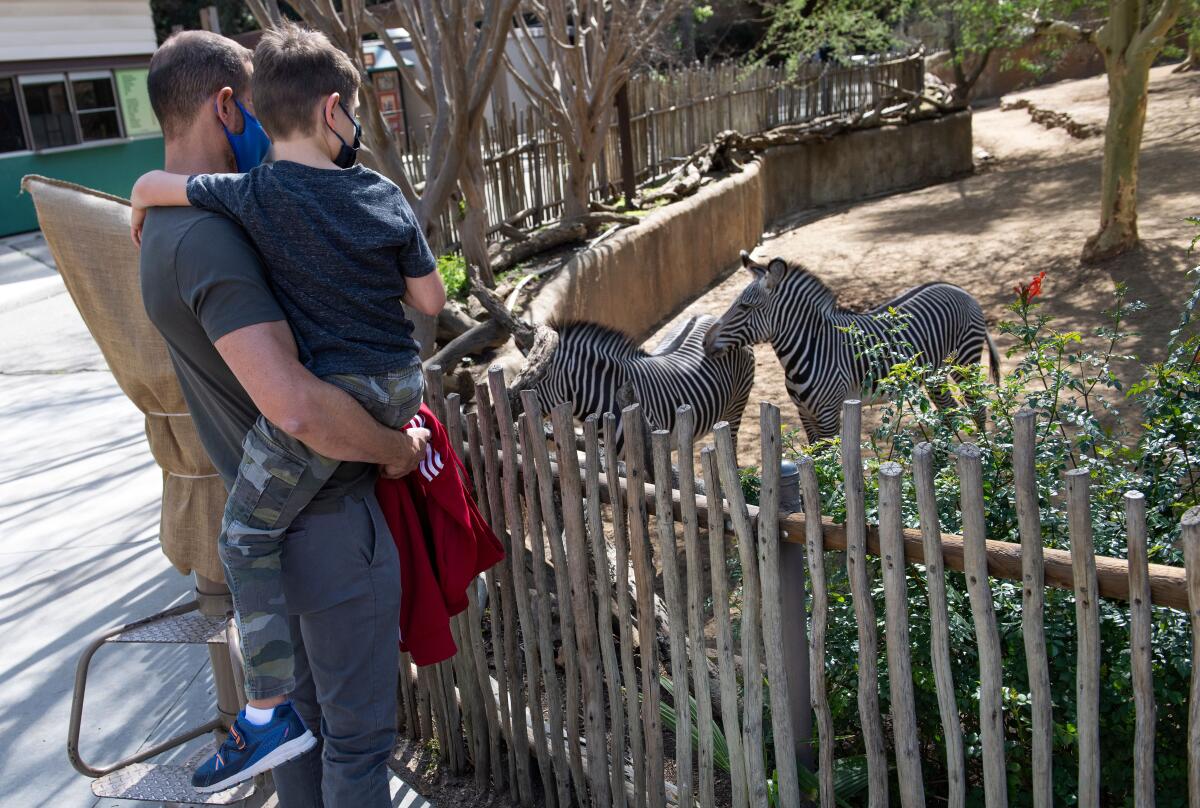 A dad and his son look at Zebras while visiting the LA Zoo/