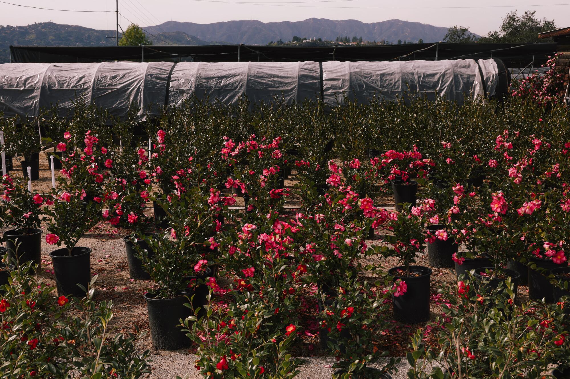 Famed camellia grower Nuccio's Nurseries is closing, but when? Los