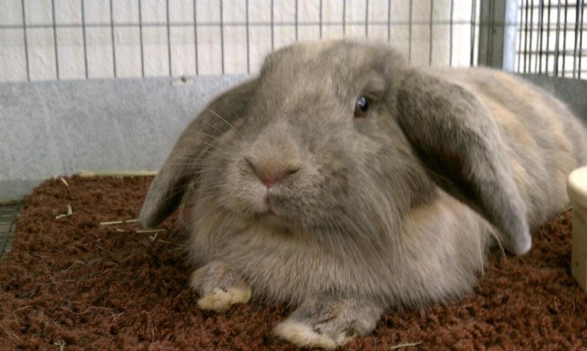The San Diego Humane Society is offering tips on keeping pet bunnies healthy.