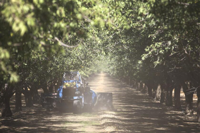 Stuart Woolf among harvested almonds in an orchard on part of the 25,000 acres his family farms near the Central Valley town of Huron.